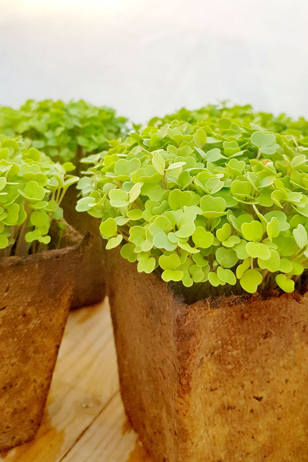 Mimi Greens Micro pousses